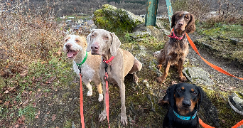 zelly pet sitter à LES HAUTES RIVIERES 08800_3