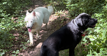 romane  pet sitter à BREST 29200_2