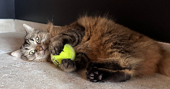 mélanie pet sitter à VILLEREAU 45170_2