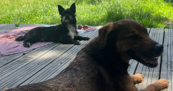 alice pet sitter à HERIC 44810_3