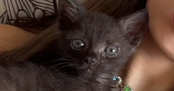 inès pet sitter à BLERE 37150_0