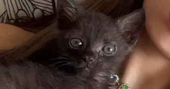 inès pet sitter à BLERE 37150