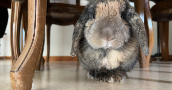 jessica  pet sitter à VETRAZ MONTHOUX 74100_0