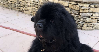 léa pet sitter à MONT ST AIGNAN 76130_2