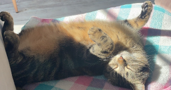 lucie pet sitter à AIX EN PROVENCE 13090_1