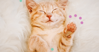 sofiane pet sitter à PARIS 14 75014_0