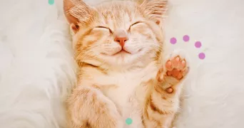 sofiane pet sitter à PARIS 14 75014