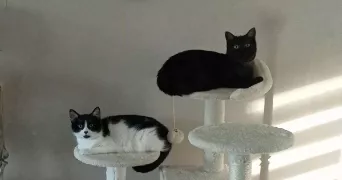 steeven pet sitter à LENS 62300