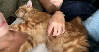 margot pet sitter à BORDEAUX 33800_1