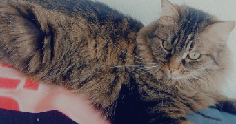 jeanne pet sitter à COULAINES 72190_0