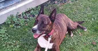 mathis pet sitter à VALLAURIS 06220_3