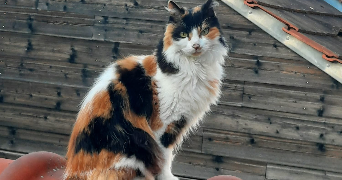 sam pet sitter à ANGOULEME 16000_1