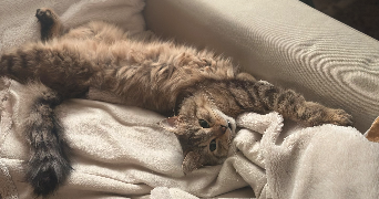 julia pet sitter à ROUEN 76000_2