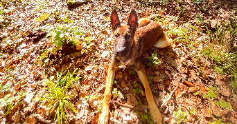 audrey pet sitter à VIRY CHATILLON 91170_8
