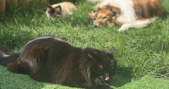 anaïs pet sitter à Combs la ville 77380_0