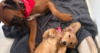 chiara pet sitter à PARIS 05 75005_11