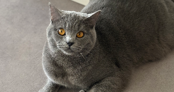 christiane pet sitter à RUEIL MALMAISON 92500_1