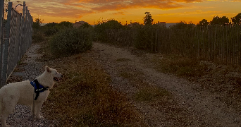 yona pet sitter à PERPIGNAN 66000_2