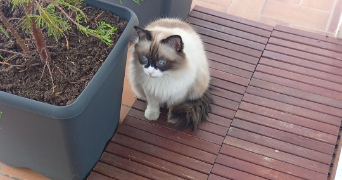 véronique cat sitter à LONGJUMEAU 91160_4