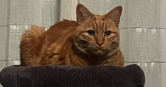 lea pet sitter à BERNEVILLE 62123_3