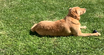 lisa pet sitter à LANDIVISIAU 29400_1