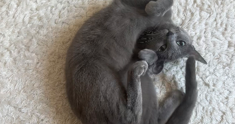 clara pet sitter à ST MAUR DES FOSSES 94210_8