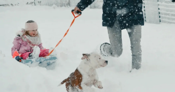 julien pet sitter à CUSSAC SUR LOIRE 43370_2
