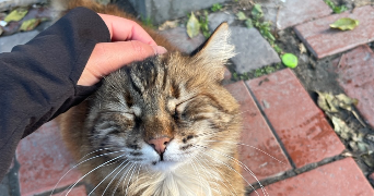 amina pet sitter à PARIS 17 75017_1