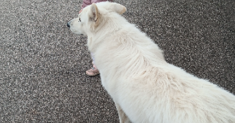 kristyna pet sitter à SAULCY SUR MEURTHE 88580_2