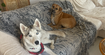 gaëlle pet sitter à CATENOY 60840_5