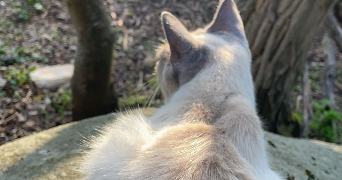 camille pet sitter à ST PIERRE LES NEMOURS 77140_6