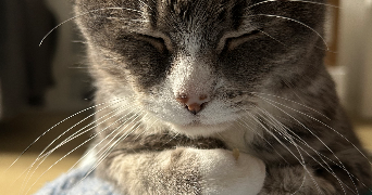 ameline cat sitter à LYON 02 69002_1