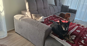 laurine pet sitter à CELLETTES 41120_5