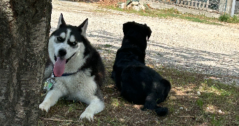 chloe pet sitter à Lamotte Du Rhone 84840_3