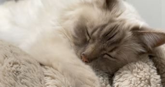 célia pet sitter à HAGUENAU 67500_3