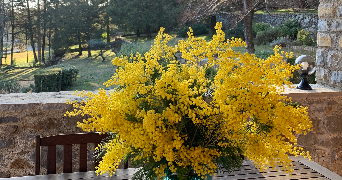 corinne pet sitter à Saint-Sébastien-d'Aigrefeuille 30140_5