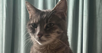 vanina pet sitter à NANTES 44300_1