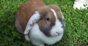 showna pet sitter à CHENOVE 21300