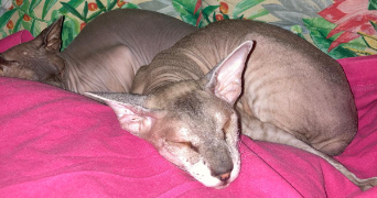 delphine pet sitter à PARIS 10 75010_6