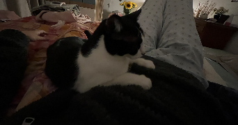 alice pet sitter à NANTES 44000_1