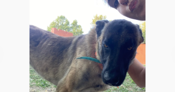 eloïse pet sitter à TOULOUSE 31100_2