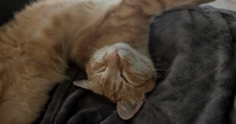 line pet sitter à AUBIGNY LES CLOUZEAUX 85430_1
