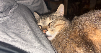 camille pet sitter à TOULOUSE 31000_1