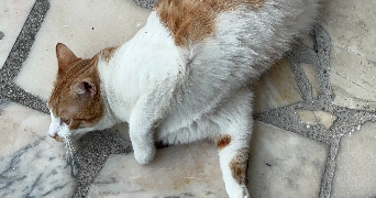 loulith pet sitter à CHARENTON LE PONT 94220_3