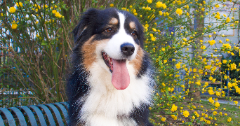 karolina pet sitter à PARIS 17 75017_5