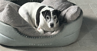 anaëlle pet sitter à CLERMONT FERRAND 63100_9