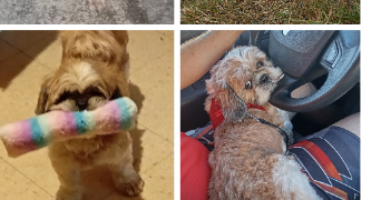 sandrine pet sitter à BESANCON 25000_2