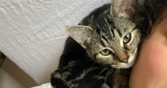 jeanne cat sitter à PARIS 05 75005_1