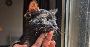 noella pet sitter à QUILLAN 11500_1