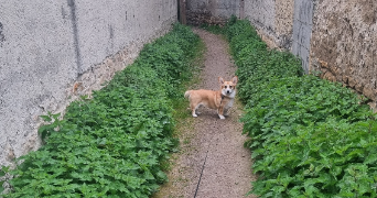 ophélie pet sitter à BOURGOIN JALLIEU 38300_3